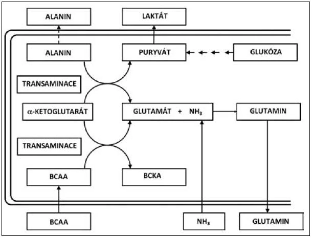 Metabolismus VLI (valin, leucin, izoleucin) a ketokyselin