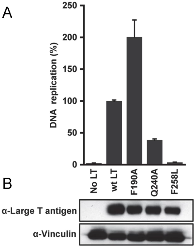 The results of DNA replication studies conducted with full-length JCV T-ag's containing mutations at selected locations.