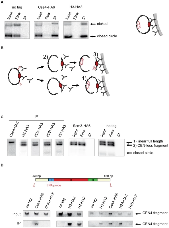Composition of the centromeric nucleosome.