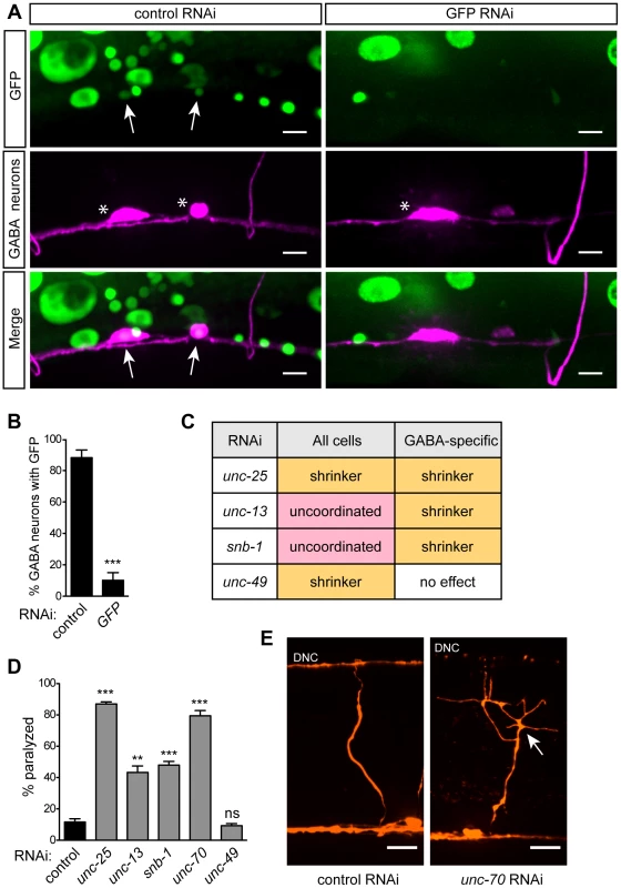 GABA-specific RNAi.