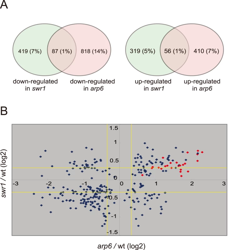 Transcript analysis in <i>swr1</i> and <i>arp6</i> mutant cells.