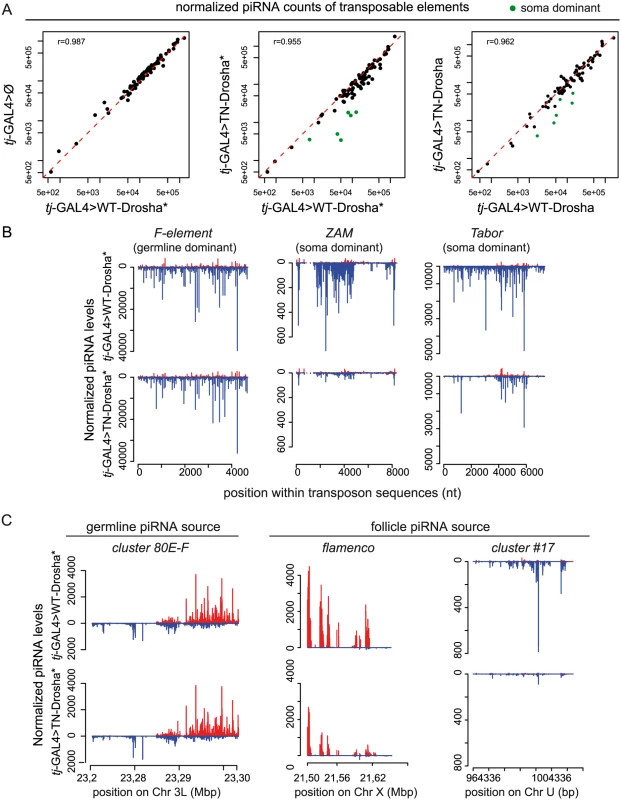 Loss of TE-derived piRNAs in Drosophila follicle cells that express the trans-dominant negative Drosha construct.