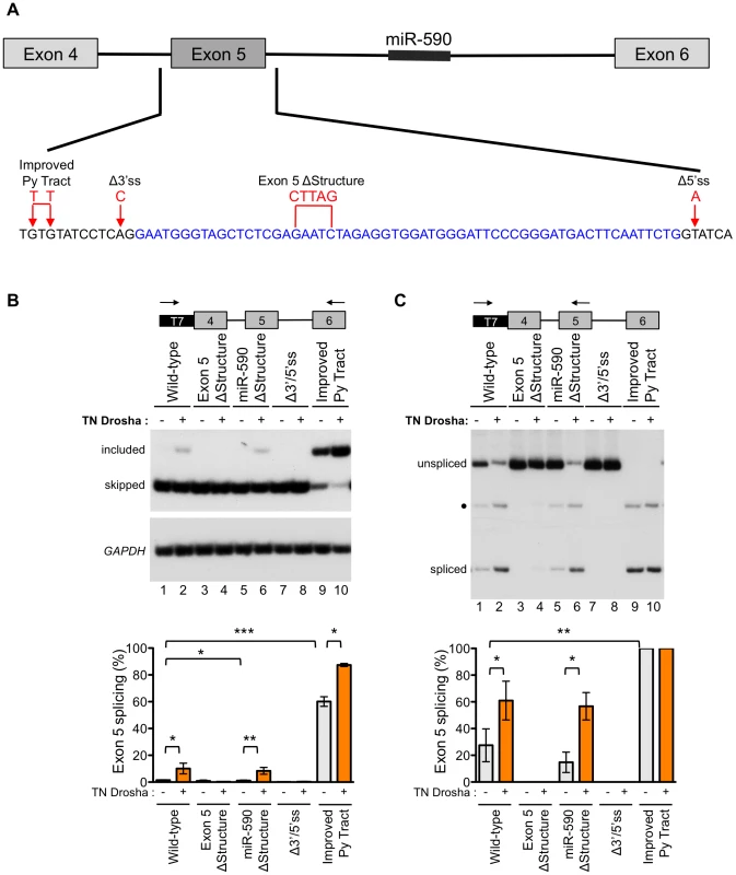 Exon 5 structure and splice sites affect the Drosha-mediated splicing enhancement.