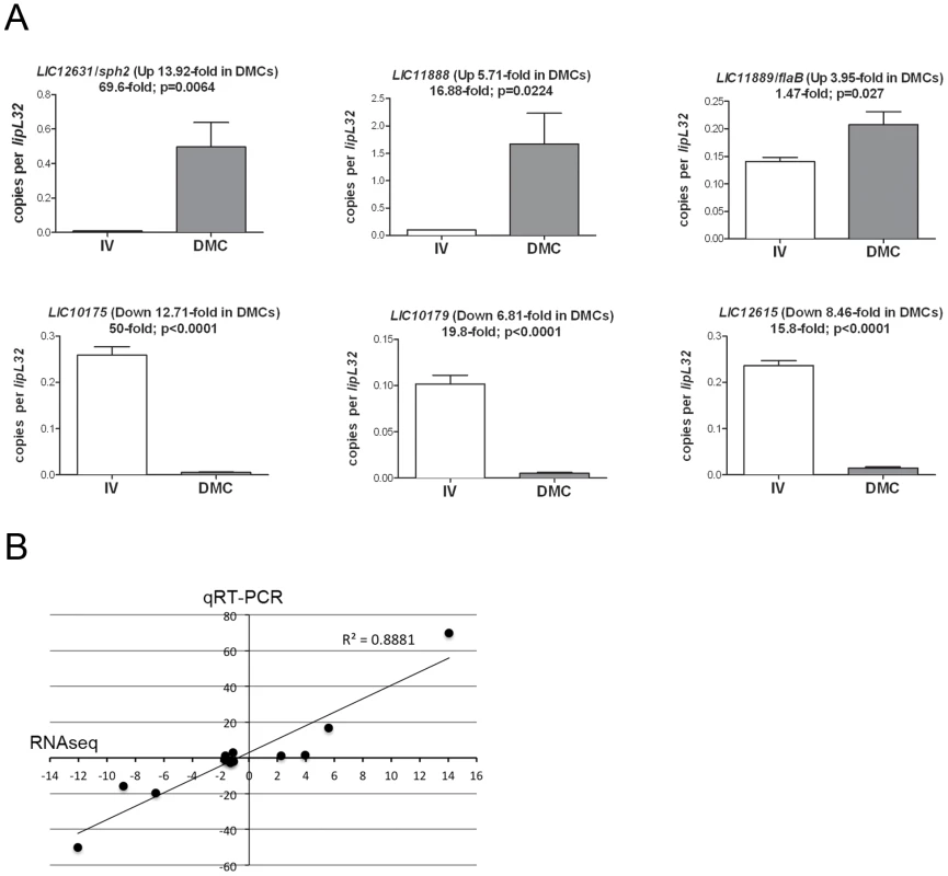 Validation of comparative RNA-Seq analysis.
