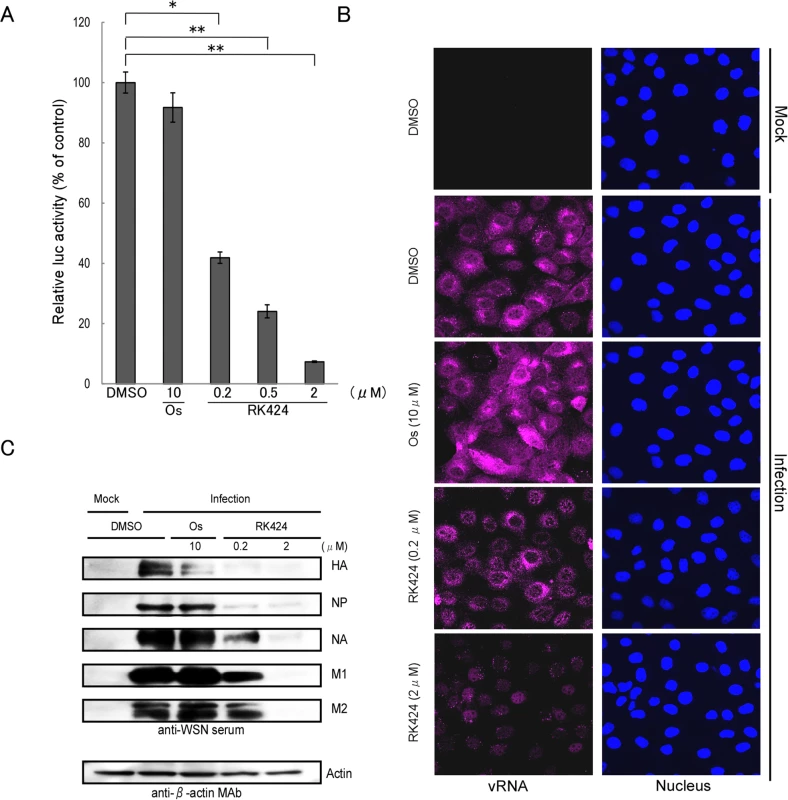 Effect of RK424 on viral transcription, replication, and translation.