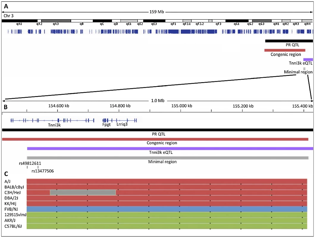 Overview of the locations of the linkage regions on chromosome 3.