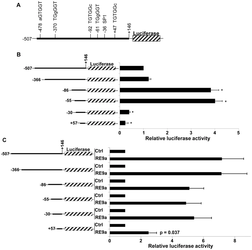 Analysis of <i>Alox5</i> promoter regulation by RE9a.