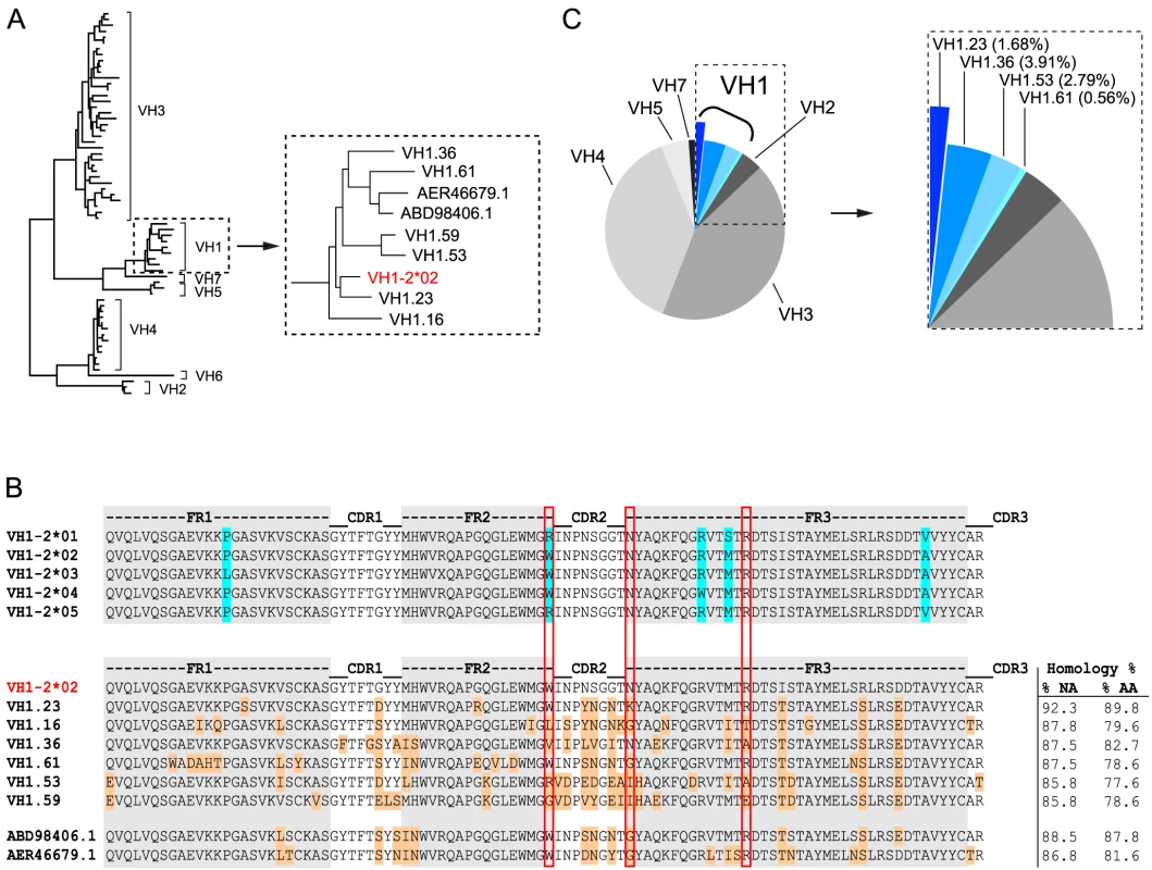 NHP VH1 gene segment usage.