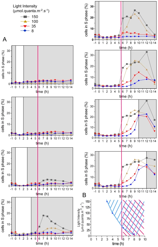 Effect of light intensity and duration of S phase on commitment and timing of S phase.