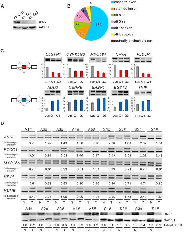 QKI regulates cancer-associated splicing changes.