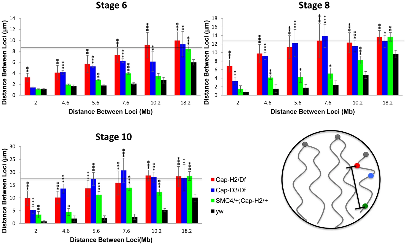 Condensin II promotes chromosome axial compaction.