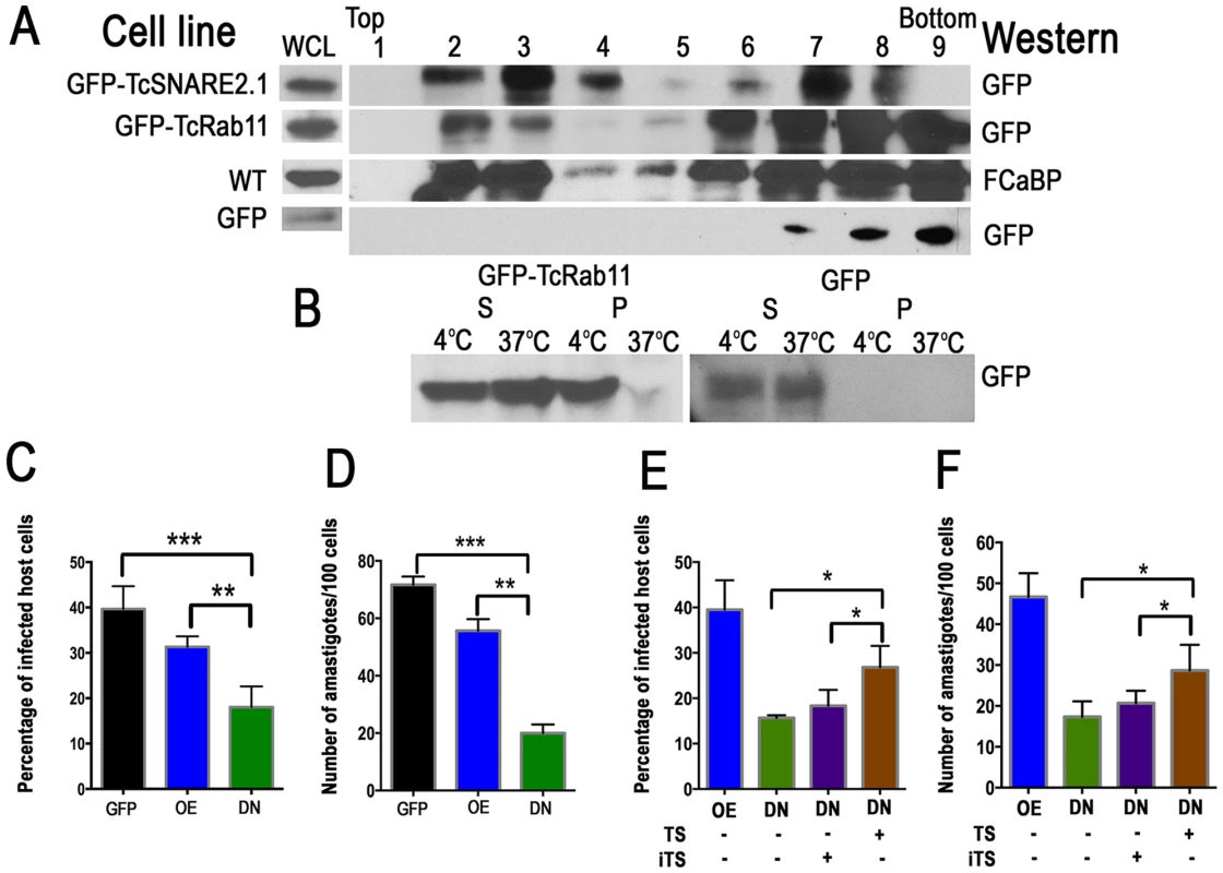 Association of CVC proteins with lipid rafts and reduced infectivity of TcRab11DN trypomastigote.