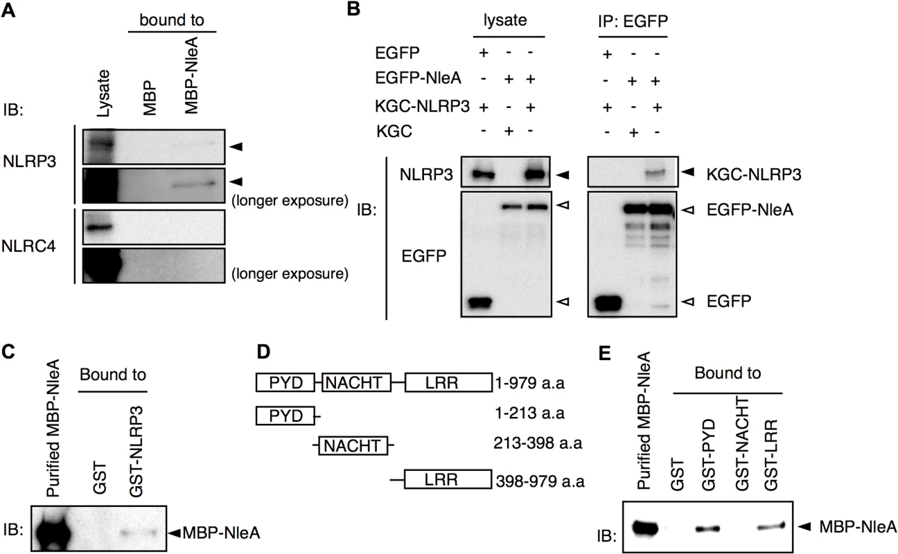 NLRP3 directly interacts with NleA.