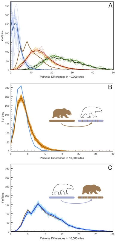Simulated admixture reveals the direction of gene flow on the X chromosome.