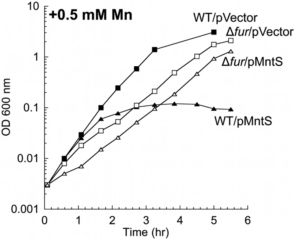 MntS-overproducing cells are manganese sensitive.