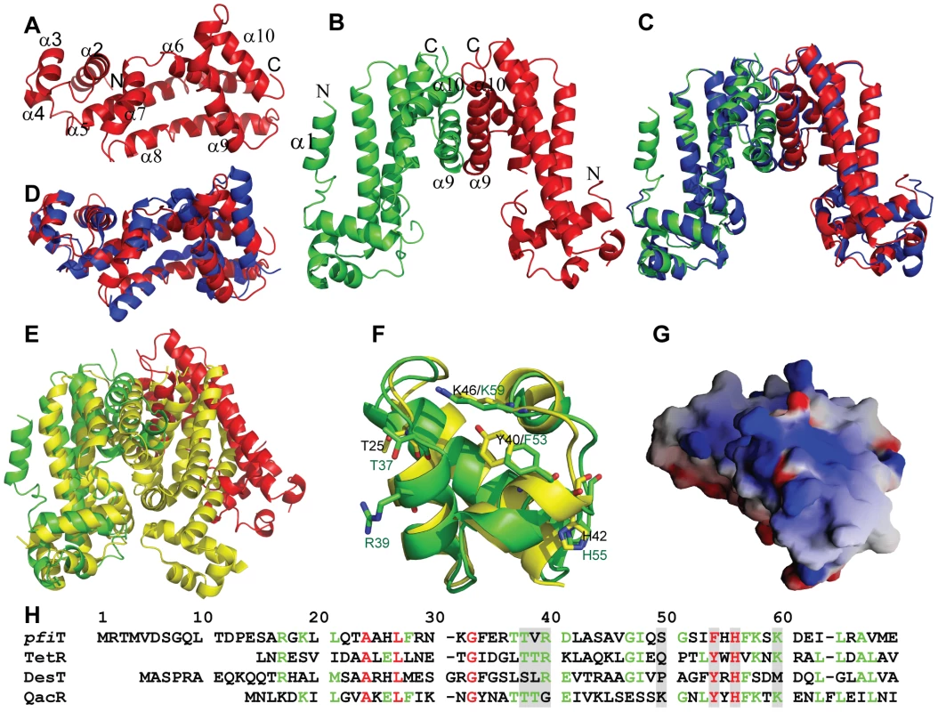 Crystal structure of <i>pfi</i>T.
