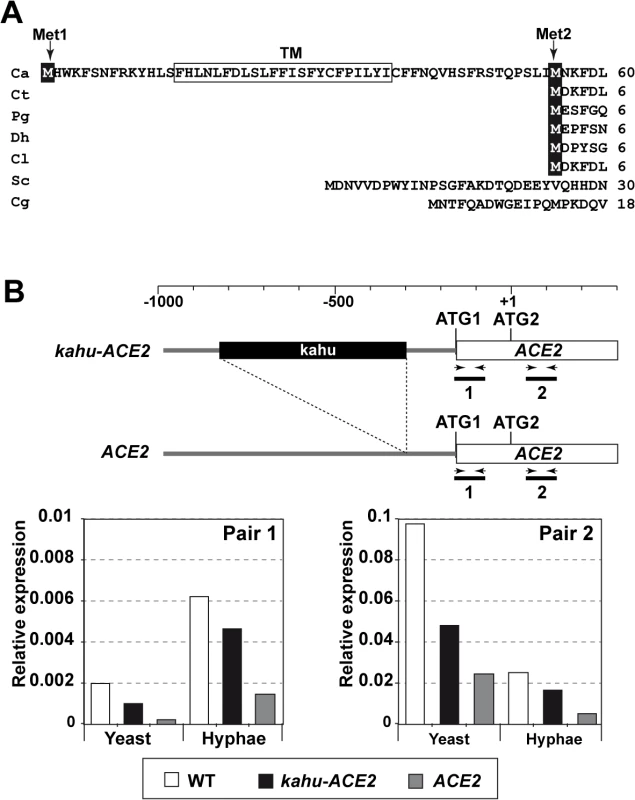 Different mRNAs and proteins are produced from the <i>ACE2</i> locus.