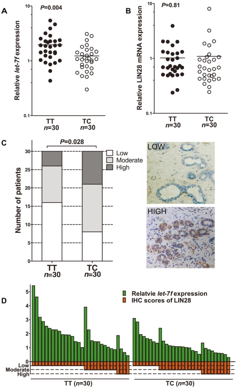 Differential expression of <i>let-7f</i>, LIN28 mRNA, and LIN28 protein in normal breast tissue of individuals with different rs3811463 genotypes.