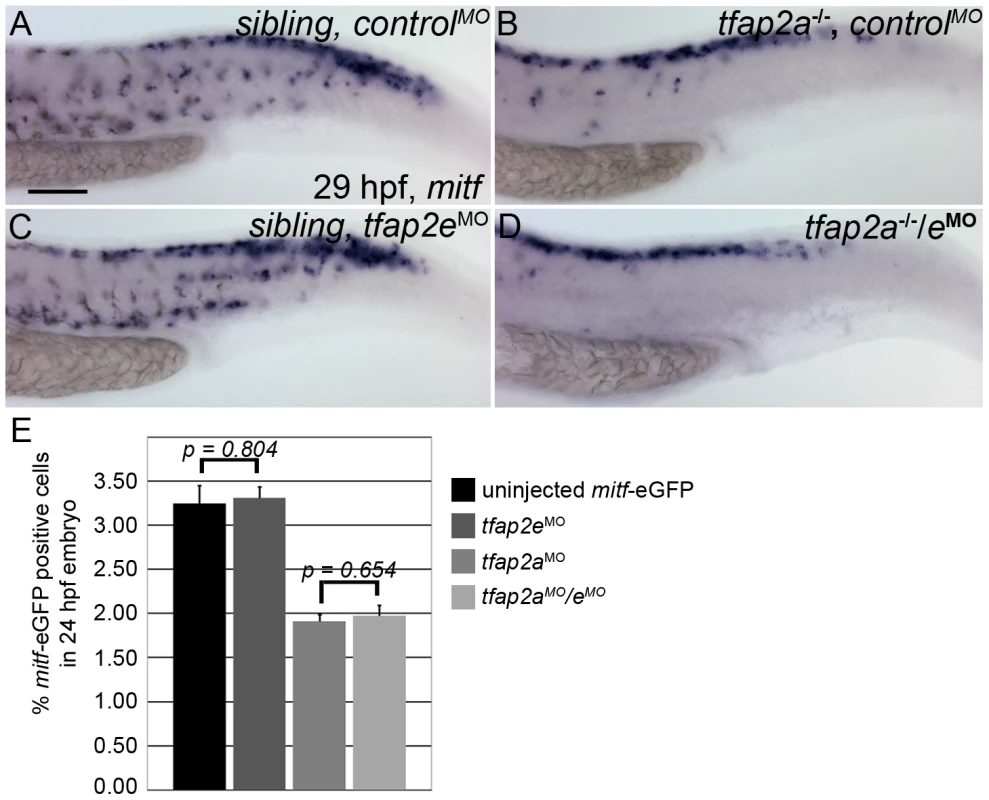 Numbers of <i>mitfa</i>-expressing cells are equivalent in <i>tfap2a/e</i> doubly-deficient and <i>tfap2a</i> deficient embryos.