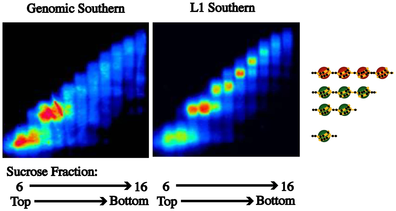 Nucleosome eviction is a frequent occurrence at L1 promoters.
