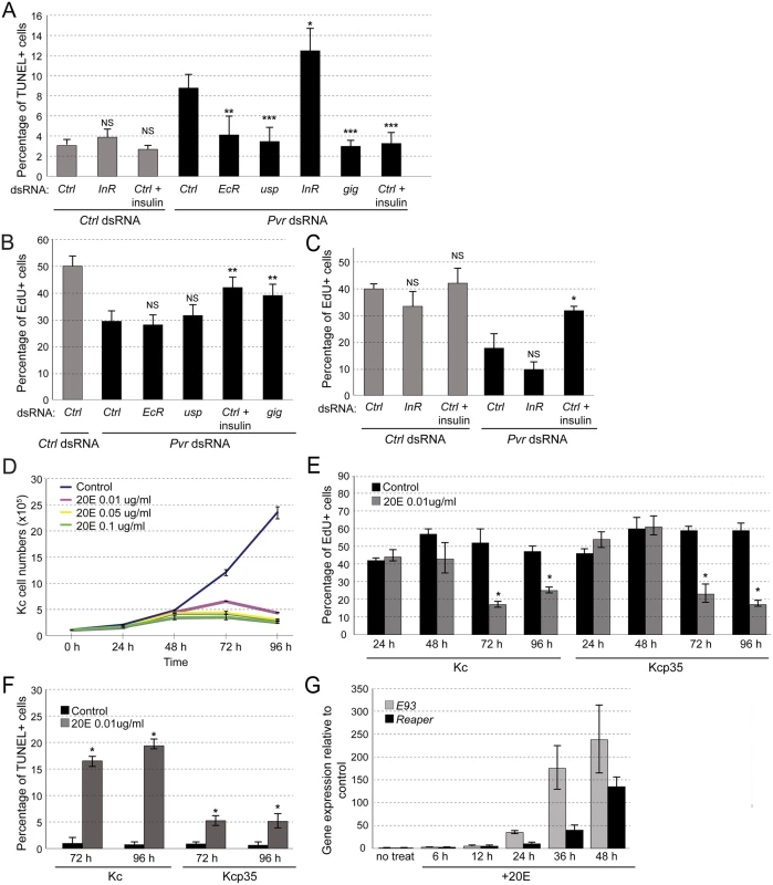 Effects of EcR and insulin signaling in Kc cells.