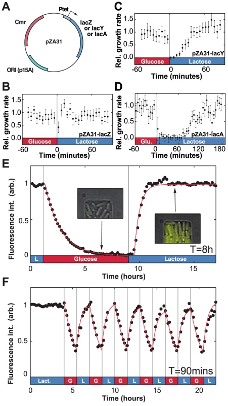 Molecular components of phenotypic memory in the <i>lac</i> operon.