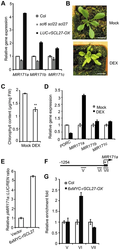 SCL27 activates <i>MIR171</i> gene expression in a feedback manner.
