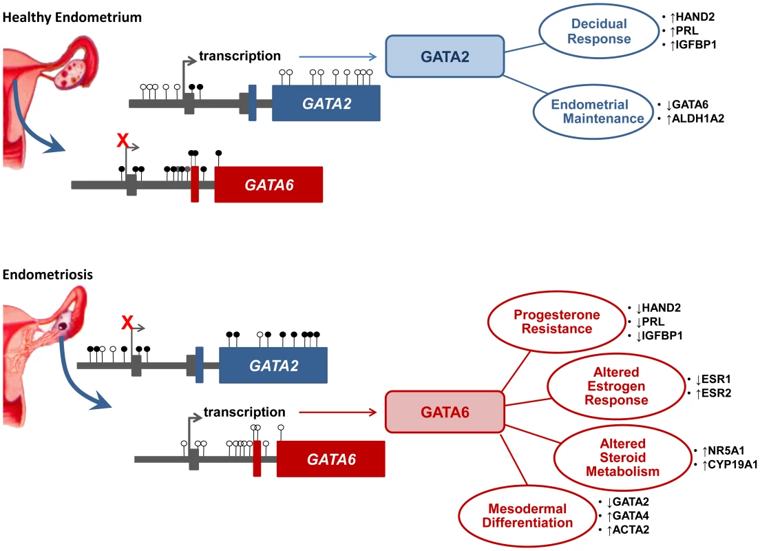 A putative epigenetic switch in endometriosis.