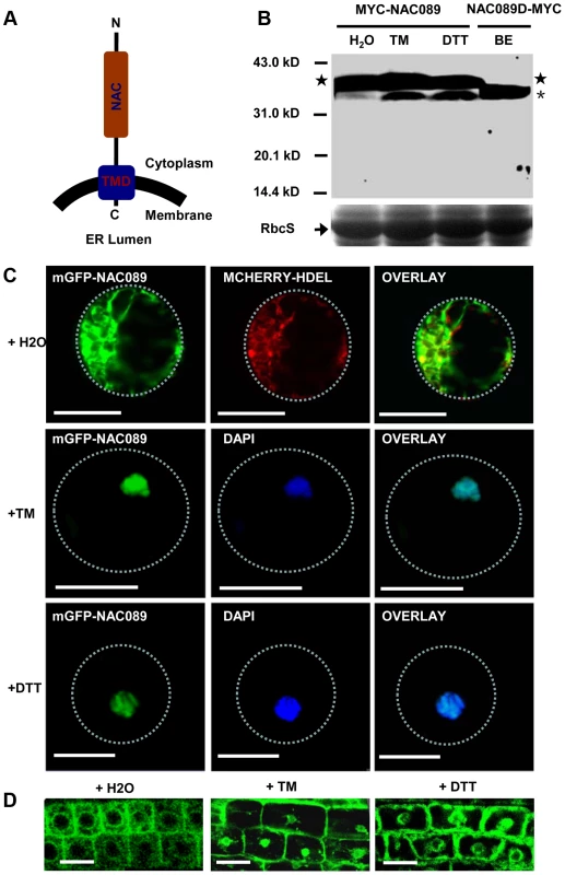 NAC089 relocates from the ER membrane to the nucleus during ER stress responses.