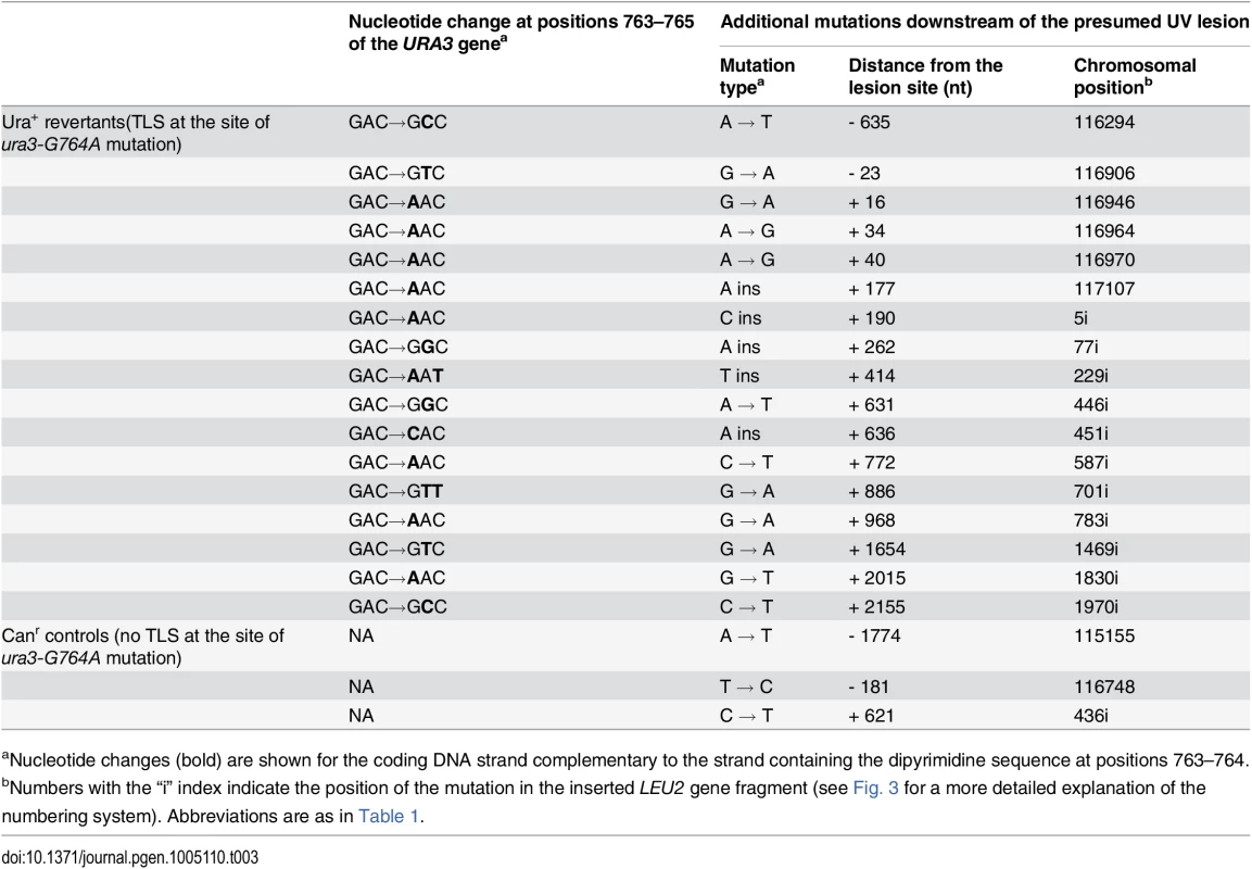 Mutations found in UV-induced Ura<sup>+</sup> revertants of the <i>ura3-G764A</i> strain and Can<sup>r</sup> controls.