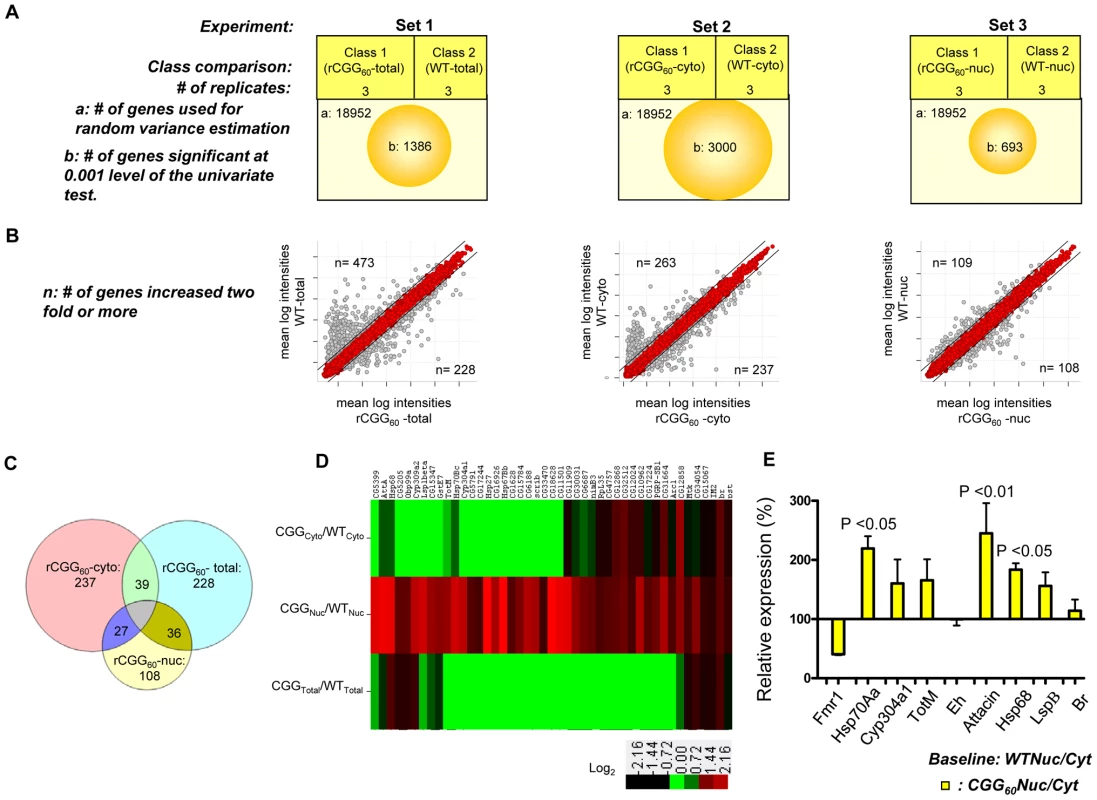 Identification via microarray analyses of selective mRNAs that accumulate in the nucleus as a result of fragile X premutation rCGG repeats.