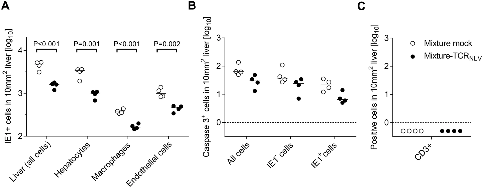 Immunohistological quantitation of infected and of apoptotic liver cells.