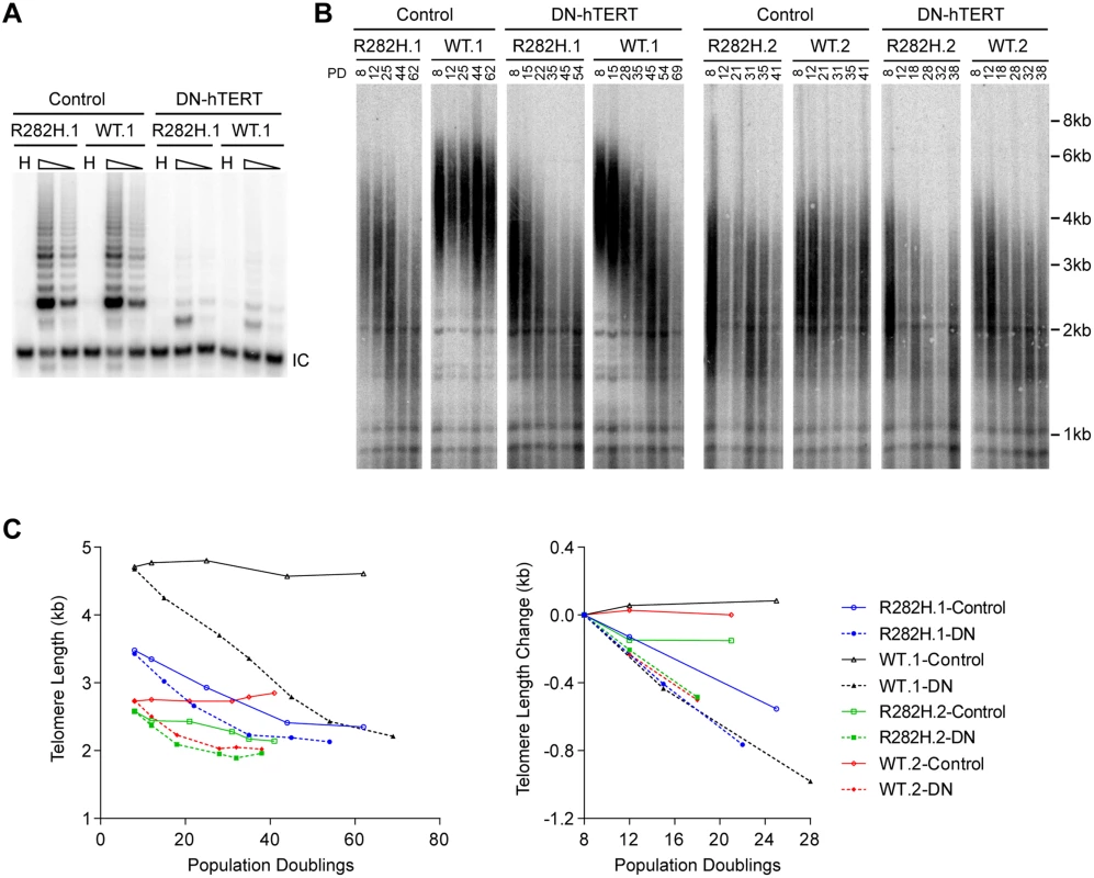Telomerase inhibition in TIN2-R282H heterozygotes and TIN2-WT cells leads to similar rates of telomere erosion.