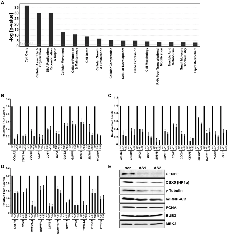 Microarray analysis in HDFs reveal that MALAT1-depletion reduces the expression of genes involved in cell cycle progression.