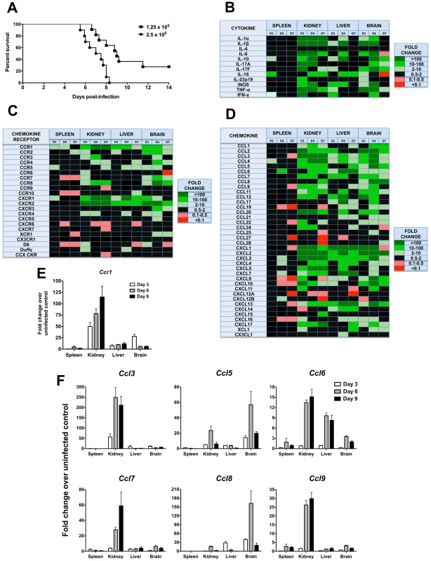 Phagocyte-targeted chemokines and their receptors are induced in a mouse model of invasive candidiasis.