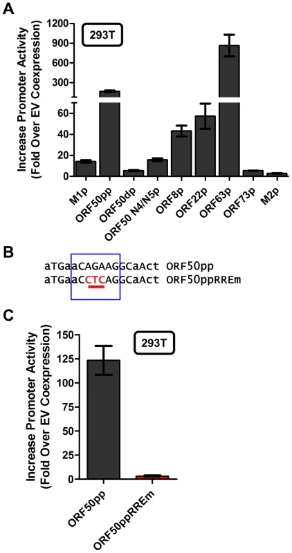 Novel RRE involved in Rta activation of the gene 50 proximal promoter.