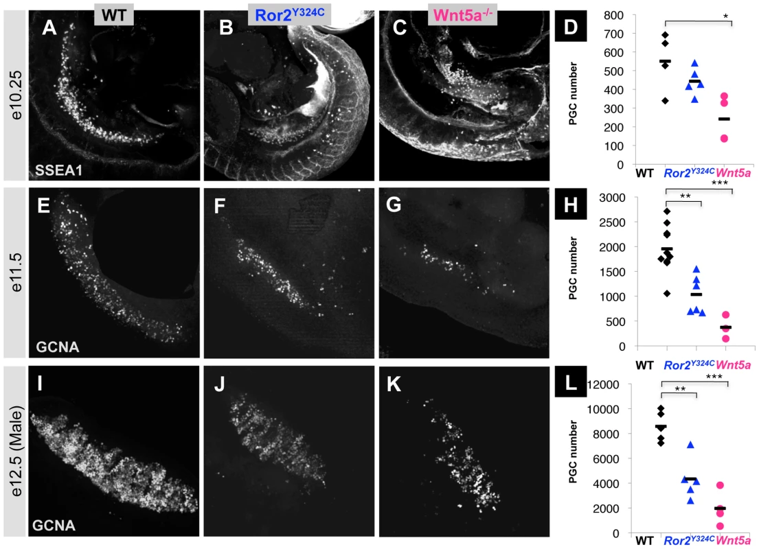 PGC depletion in <i>Ror2</i> and <i>Wnt5a</i> mutants.