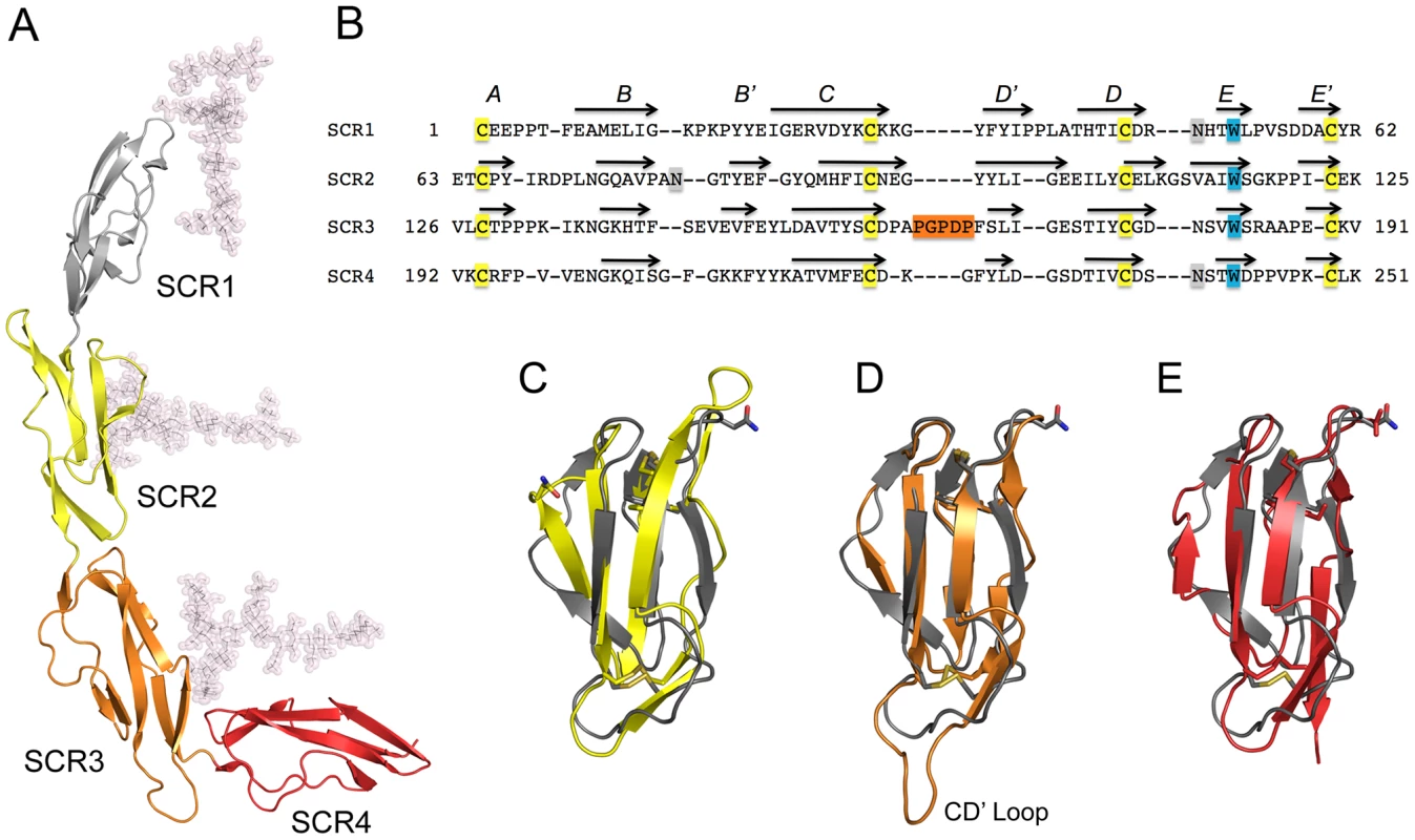 Structure of CD46-4D.