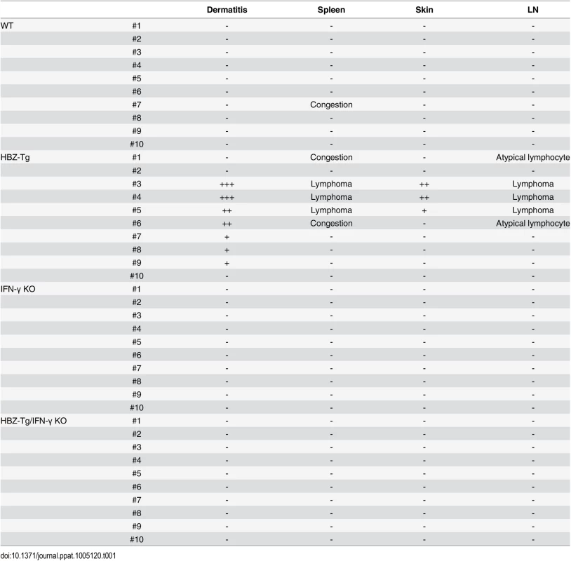 Histological findings in WT, HBZ-Tg, IFN-γ KO, and HBZ-Tg/IFN-γ KO mice at 24 weeks of age.