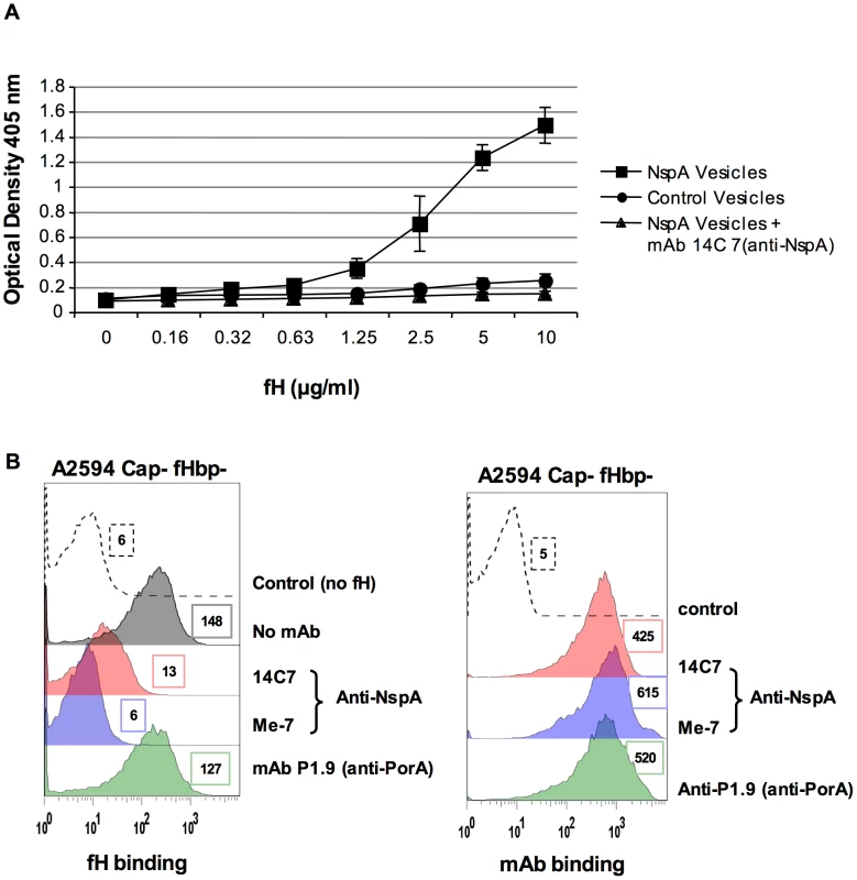 Recombinant NspA expressed in <i>E. coli</i> vesicles binds to fH.