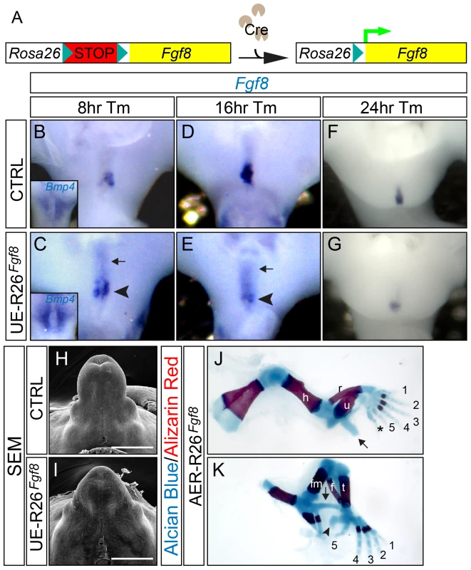 Appendage over-development in the <i>R26<sup>Fgf8</sup></i>-GOF mutants.