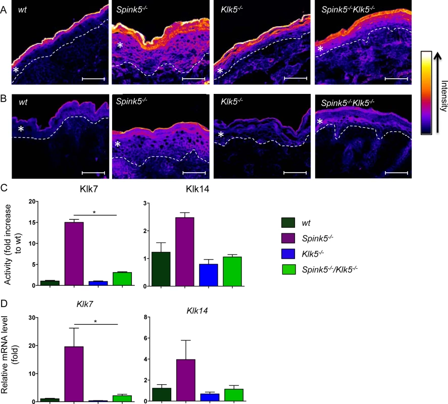 Klk5 is a key regulator of epidermal proteolysis.