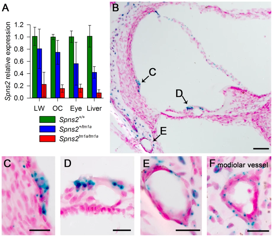Spns2 is expressed in the cochlea.