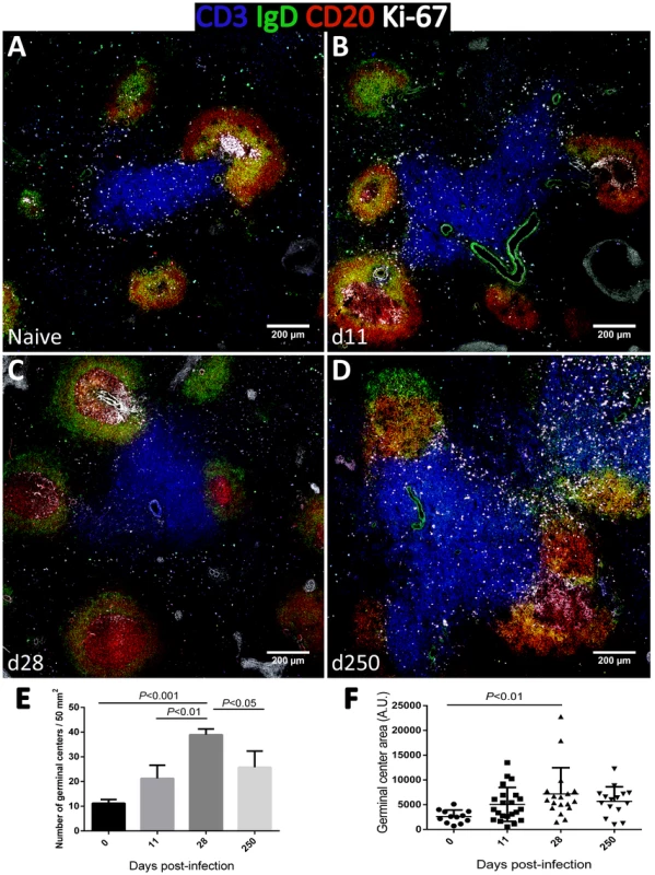 Dynamics of splenic germinal center development in macaques infected with <i>Leishmania infantum</i>.