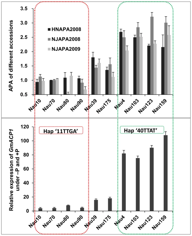 Relationships between the acid phosphatase activities (APA), <i>GmACP1</i> expression levels and haplotypes in the different accessions.
