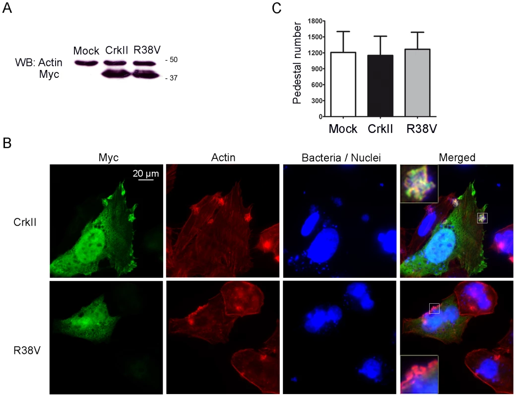 Pedestal formation in HeLa cells expressing a dominant-negative CrkII mutant.