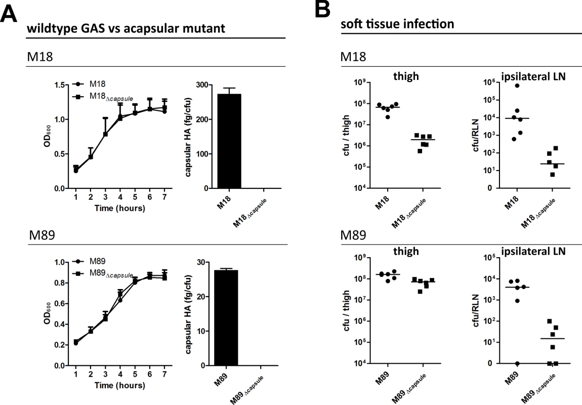 Capsular HA is critical for GAS dissemination to lymphatics.