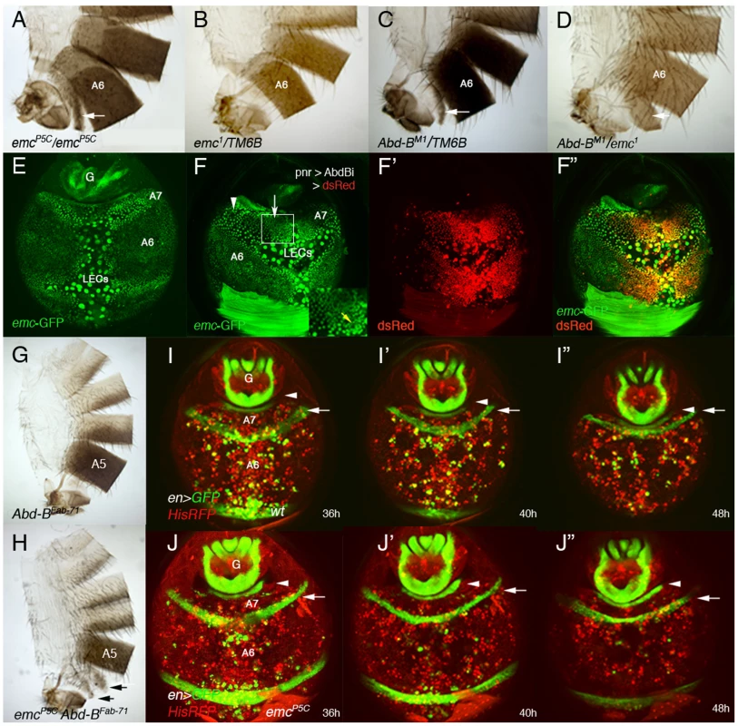 <i>emc</i> regulates extrusion of the male A7 histoblasts.