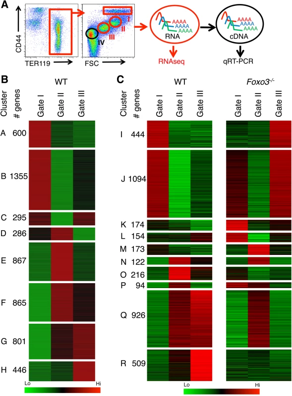 Deregulated gene expression in maturing <i>Foxo3</i><sup><i>-/-</i></sup> erythroblasts.