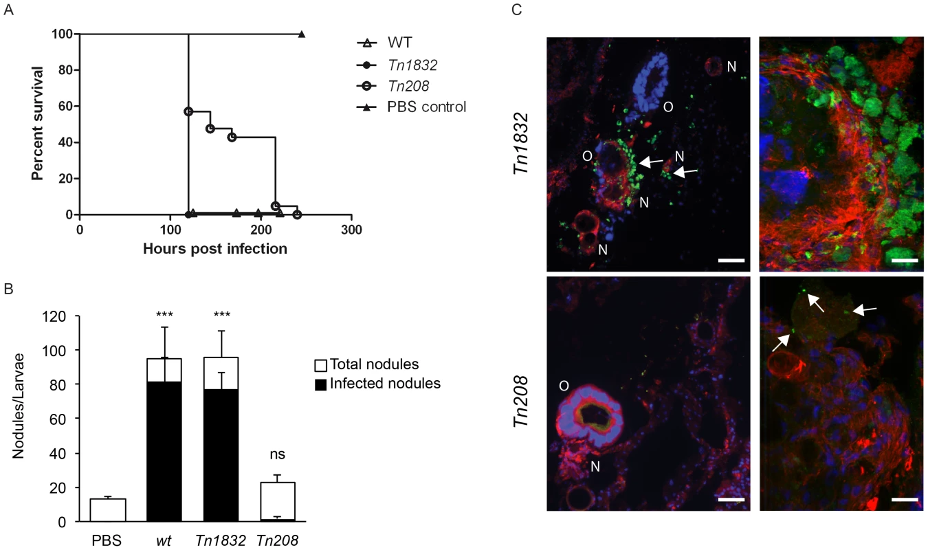 OmpA mutation perturbs <i>Coxiella</i> infections <i>in vivo</i>.